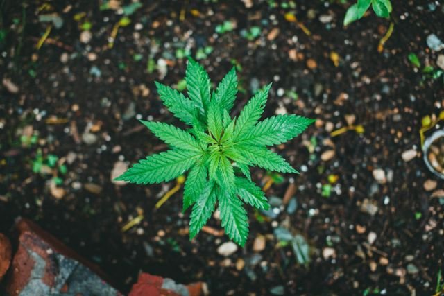 Possess Marijuana